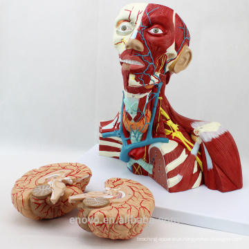 MUSCLE16(12310) Medical Anatomy of Head and Neck Muscles Model 12310